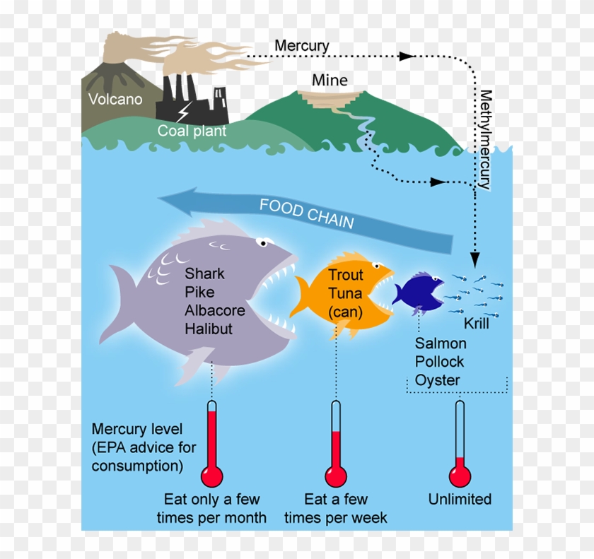 Mercury Is An Element That Bioaccumulates, Or Builds - Mercury Food Web Clipart #4681142