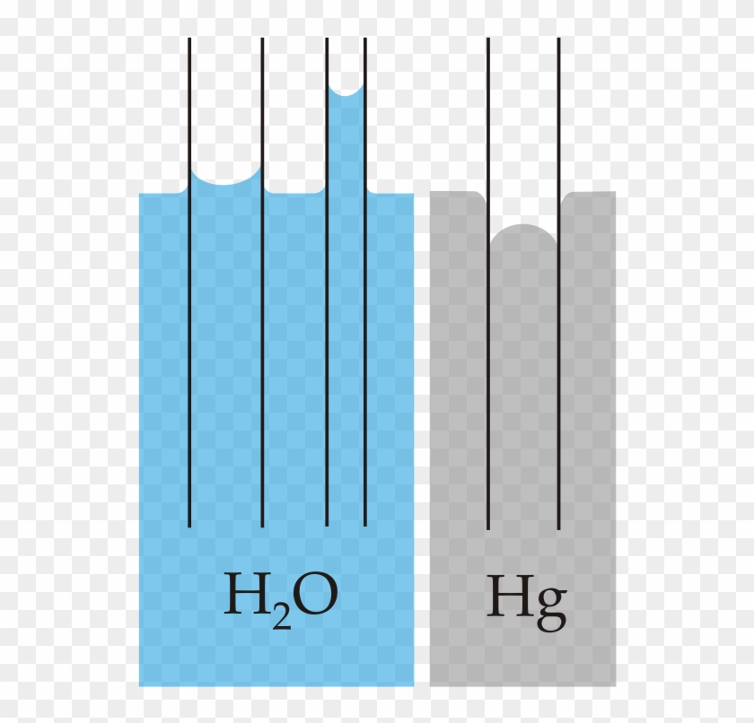 Capillary Action Of Water Compared To Mercury, In Each - Capillary Action Biology Clipart