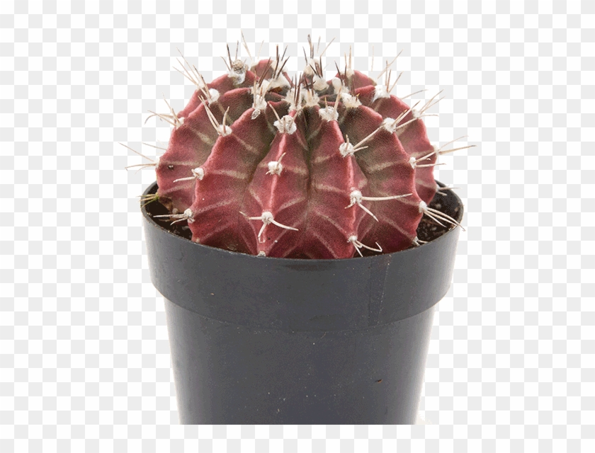 Gymnocalycium 'purple Moon Cactus' - Hedgehog Cactus Clipart