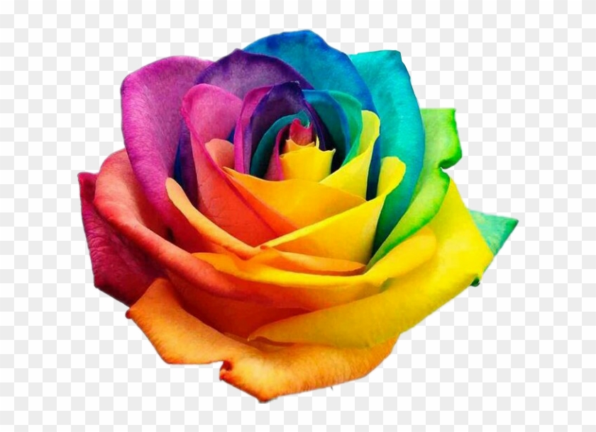 #rose #roses #rainbow #rainbowrose #flower #flowers - International Day Against Homophobia Transphobia Clipart #4684211