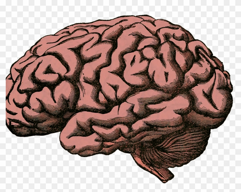 Glioblastoma's Effect On Genes - Human Brain Transparent Clipart
