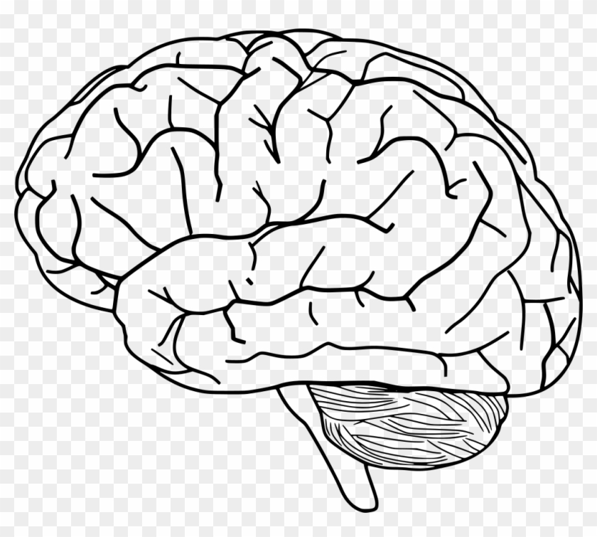 Download Png - Brain With No Background Clipart