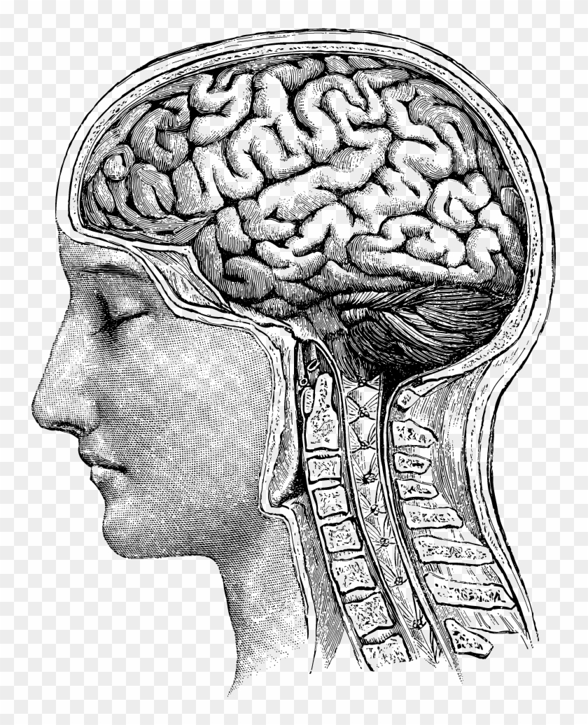 Vector Adfero Eight Drawings Art - Brain Mental Illness Gif Clipart #4686015