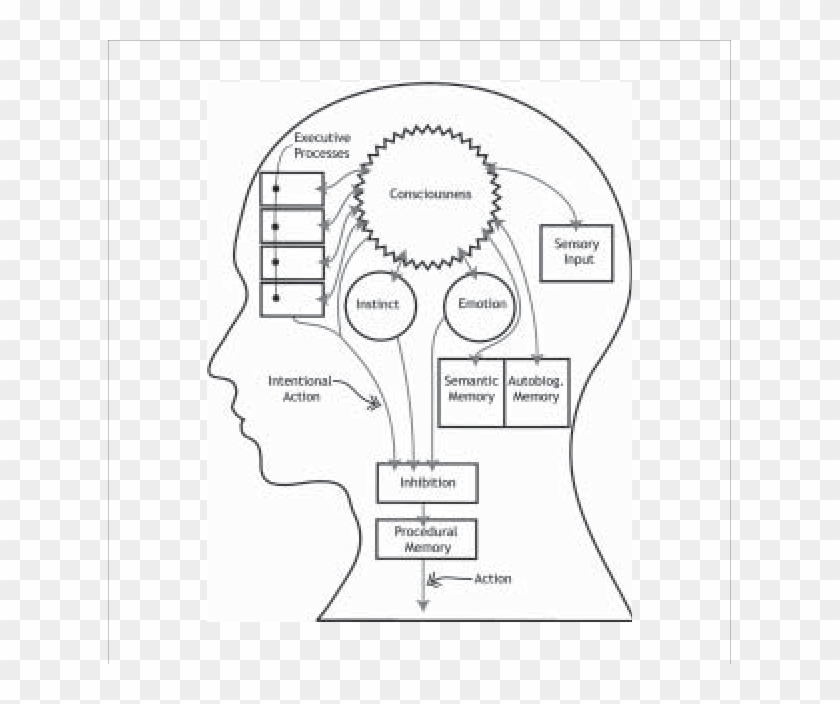 Functional Diagram Of The Brain - Brain Schematic Diagram Clipart