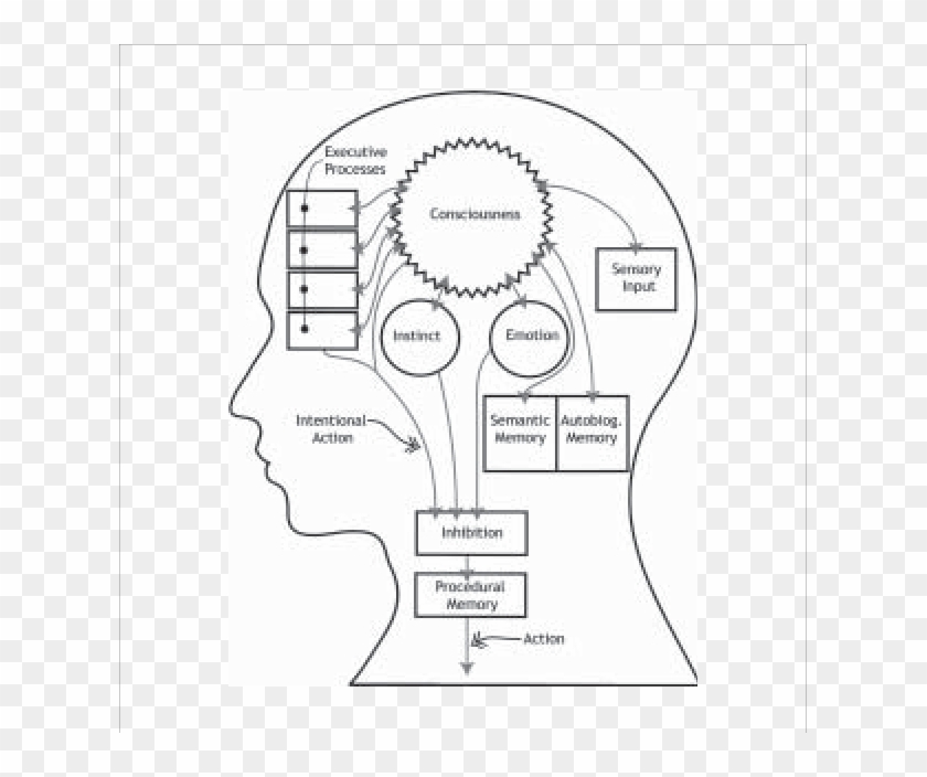 Functional Diagram Of The Brain - Brain Schematic Diagram Clipart #4686177