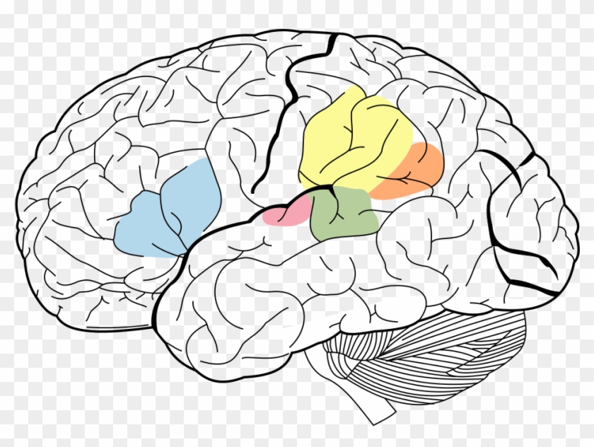 Lobes Of The Brain Clipart #4686377