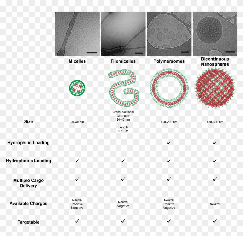 Diverse-nanocarrier - Circle Clipart #4689035