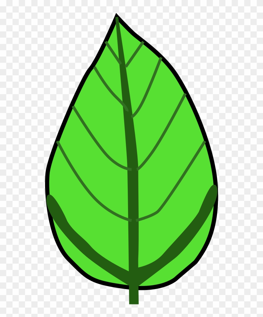 Venation Hickey - Actinodromous Venation Clipart #4689809