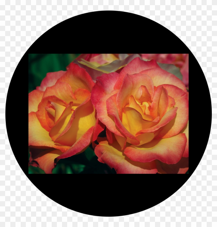 Hybrid Tea Rose Clipart