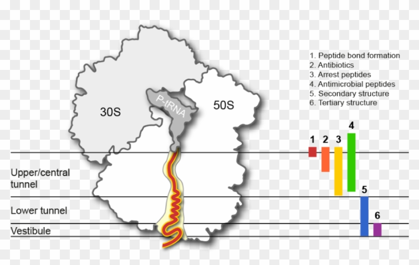 The Ribosomal Exit Tunnel , Png Download - Peptide Exit Tunnel Ribosome Clipart