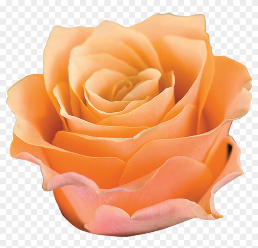 Carpe Diem Roza - Garden Roses Clipart #4691933