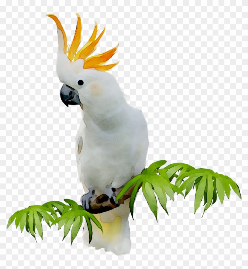Sulphurcrested Cockatoo, Bird, Cockatoo Png Image With - Sulphur-crested Cockatoo Clipart #4693754