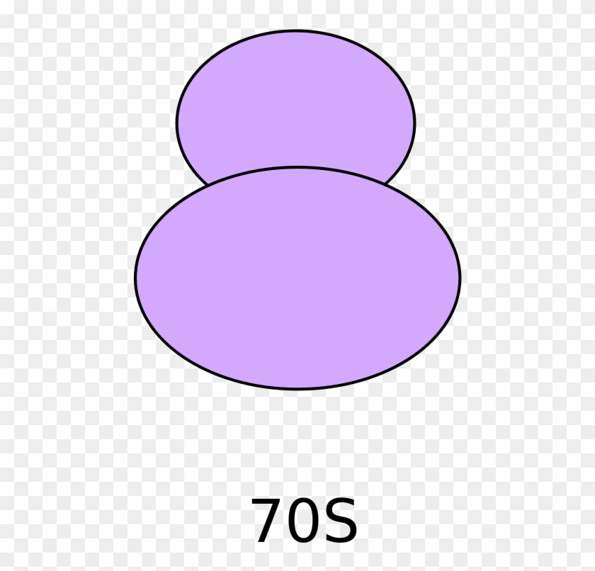 Recognition Of Intact 70s Ribosomes By Rnase I In Escherichia - Ribosomes Drawing Clipart #4696258