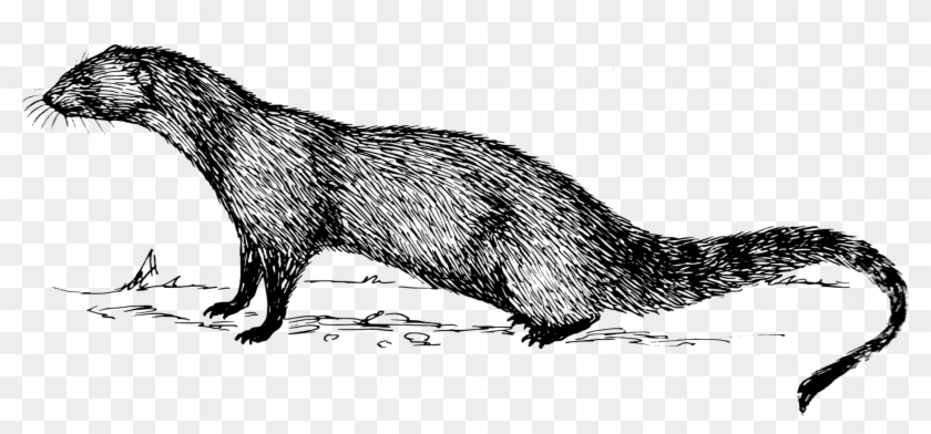 Indian Grey Mongoose Meerkat Drawing Cape Gray Mongoose - Outline Image Of Mongoose Clipart