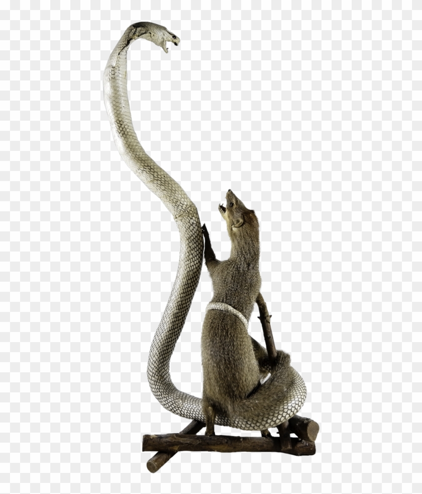 Indian Cobra Clipart