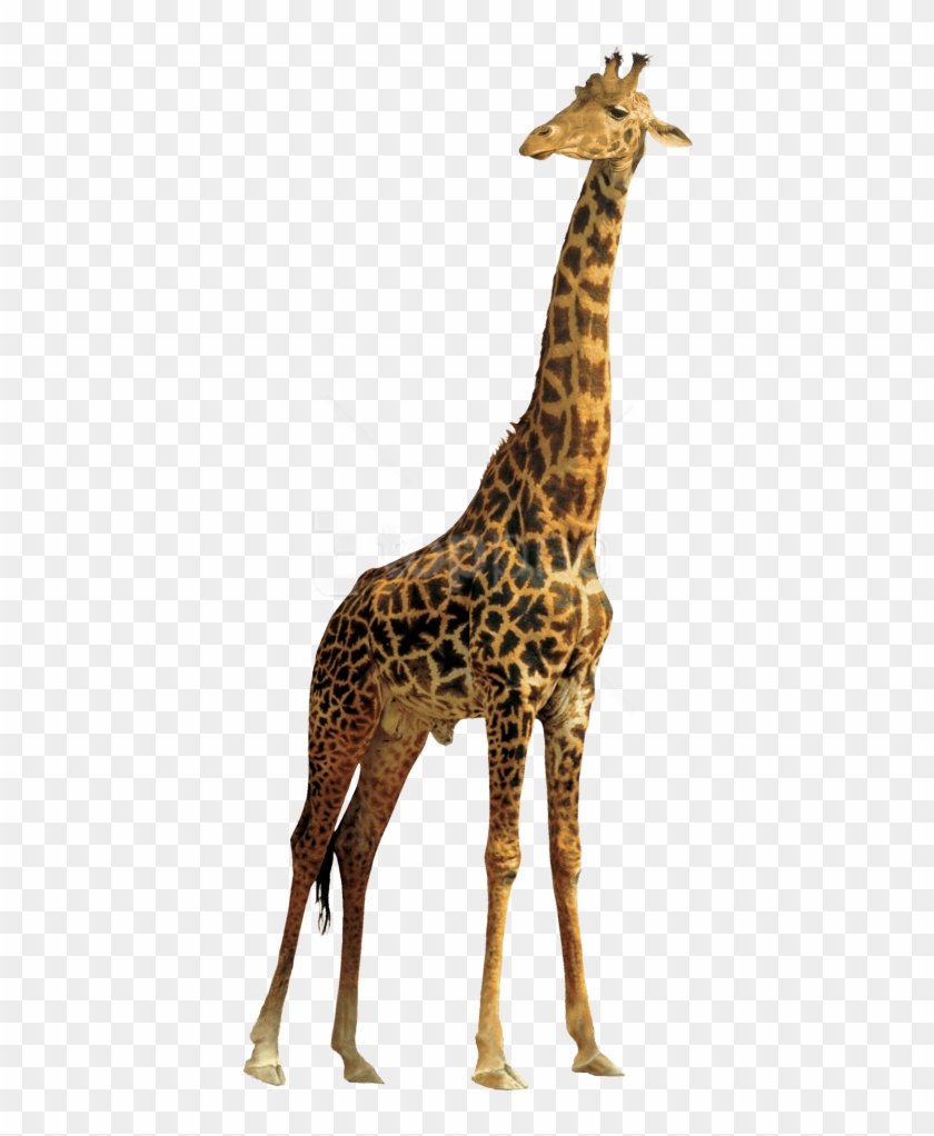 Download Giraffe Png Images Background - Con Hươu Cao Cổ Clipart #4697299