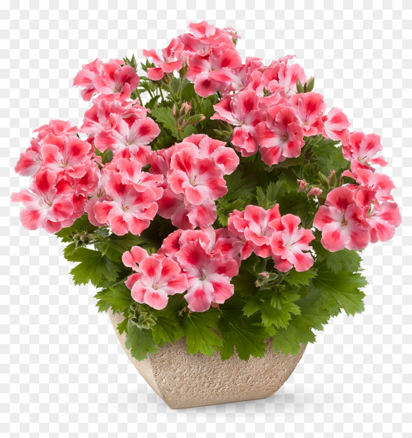 Pcandy Flowers® Peach Cloud * - Different Colors Of Geranium Clipart