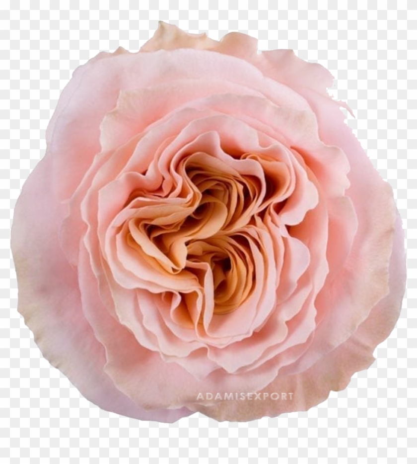 Shimmer Rose - Garden Rose Dream Catcher Clipart #4698924