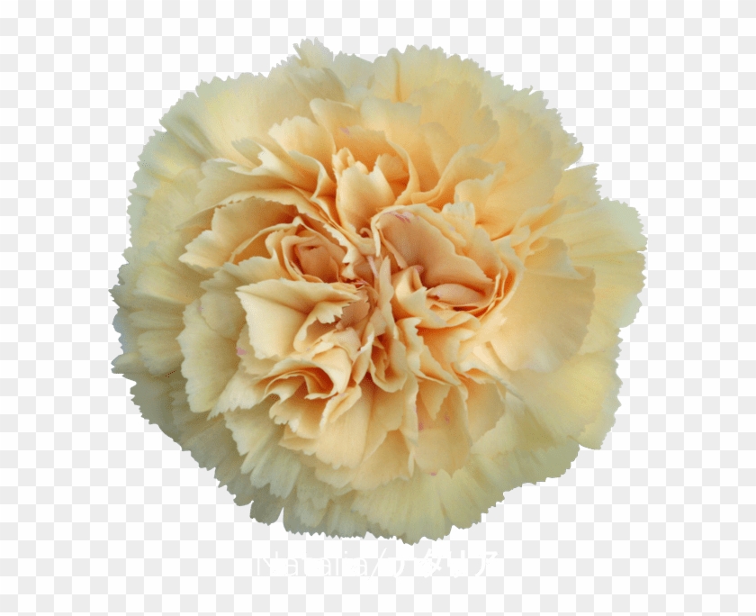 Colibri Flowers Carnation Natalia, Grower Of Carnations, - Carnation Clipart