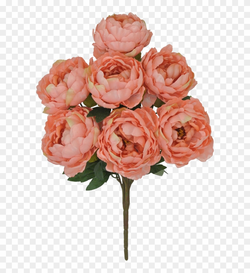 Rosa × Centifolia Clipart