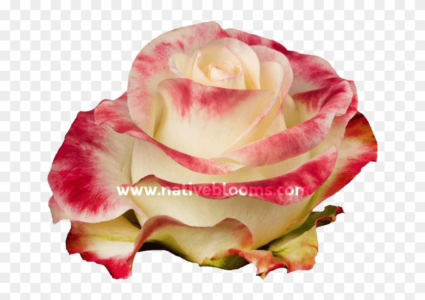 Aubade Roses - Floribunda Clipart #4699668