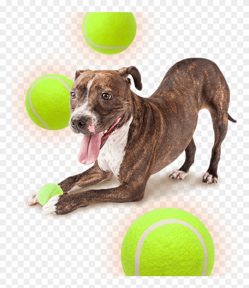 Skip To Content - Space Dog Transparent Background Clipart #470737