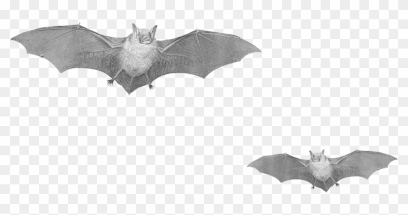 Flying Bats - Real Bats Png Clipart #470945