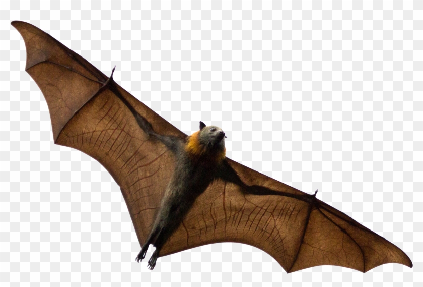 During The 2016 Summer Season, Sjbph Submitted And - Bat Rabies Png Clipart #471069