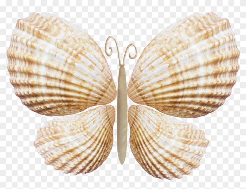 Fotki Seashell Ornaments, Seashell Art, Seashell Crafts, - Seashell Clipart #472759
