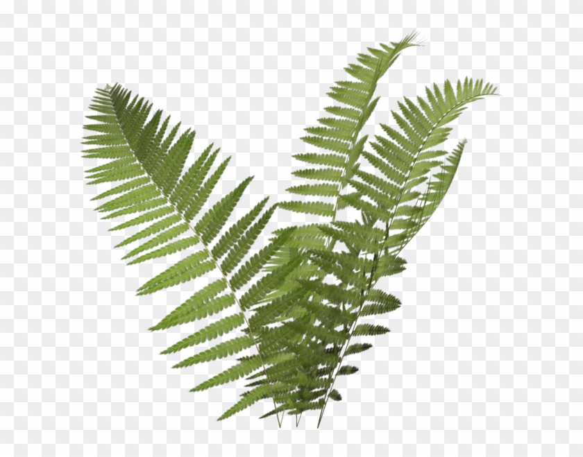 Fern Icon - Transparent Background Fern Clipart - Png Download