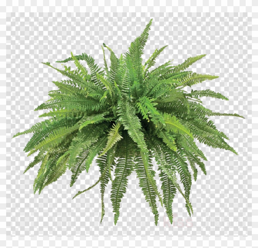 Plants Clipart Fern Vascular Plant Plants - Png Download #472851