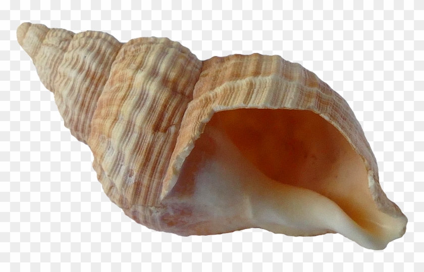 Seashell Png - Sea Shell Clipart #472989