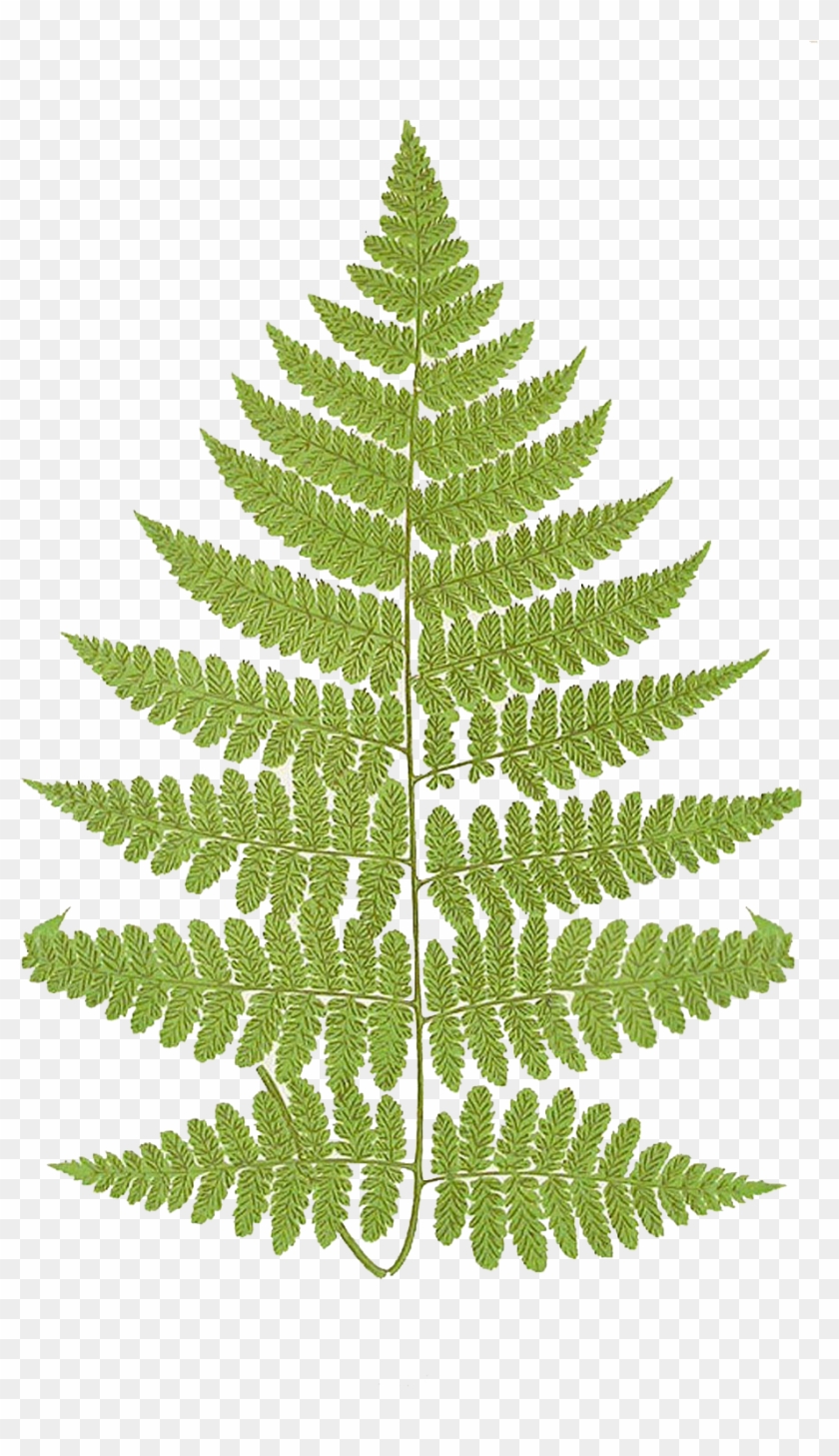Fern Frond Free Png Image - Fern Frond Png Clipart