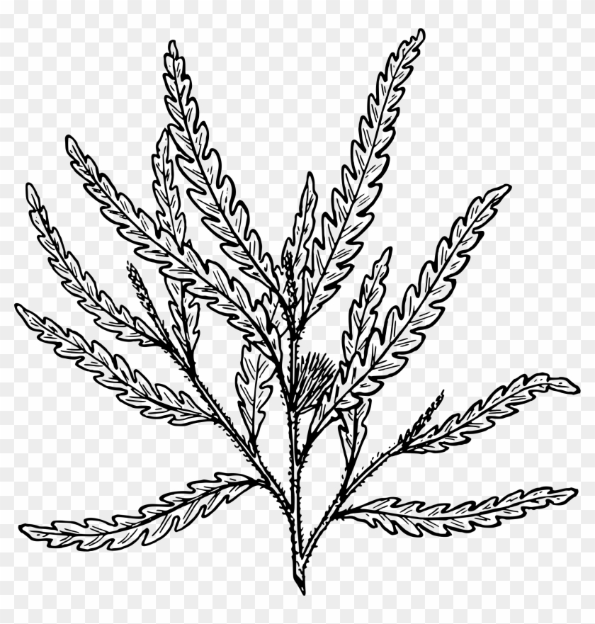 Image Royalty Free Library Comptonia Fern Frond Blechnum - Fern Clipart - Png Download #473138