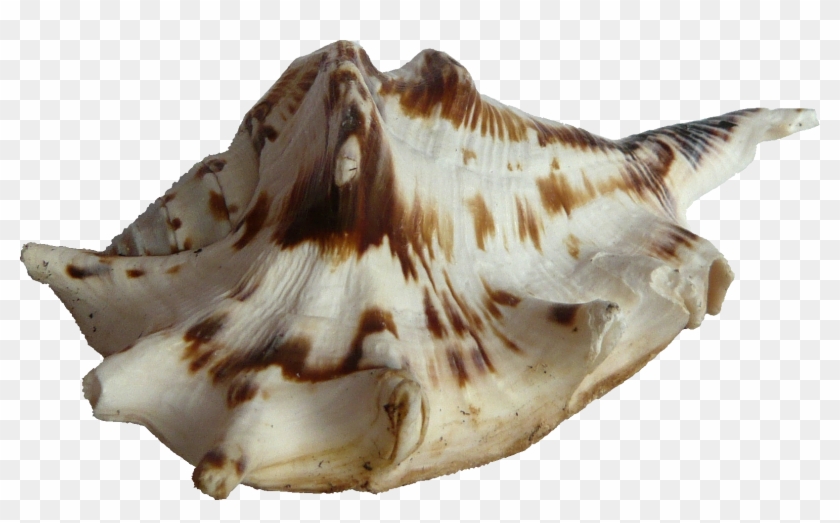 Free Icons Png - Seashell Clipart