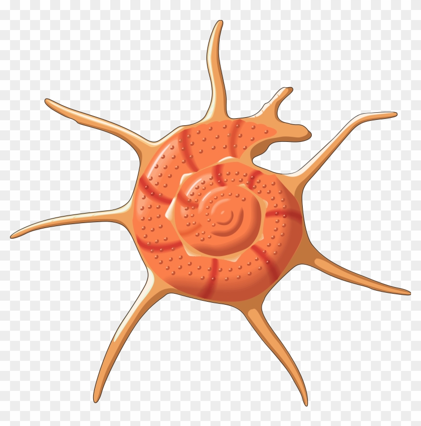 Free Icons Png - Vector Seashell Png Clipart