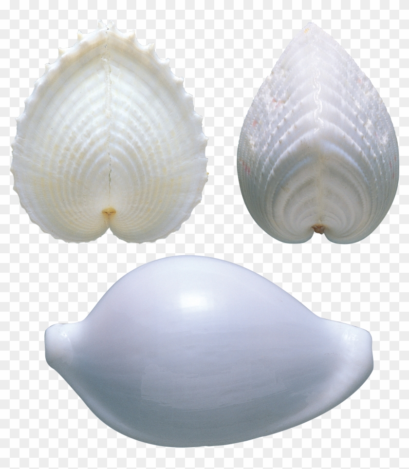 Seashell Png - Shell Clipart #473523