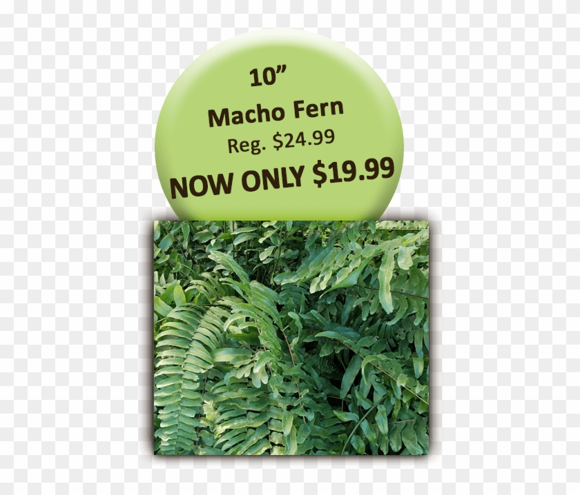 10in Macho Fern - Sign Clipart