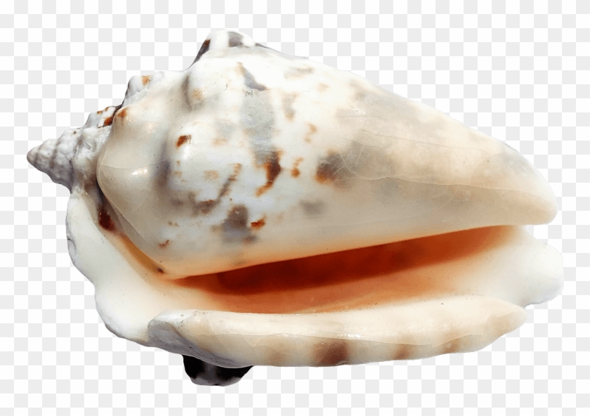 Free Png Download Ocean Sea Shell Png Images Background - Sea Shells Transparent Back Ground Clipart