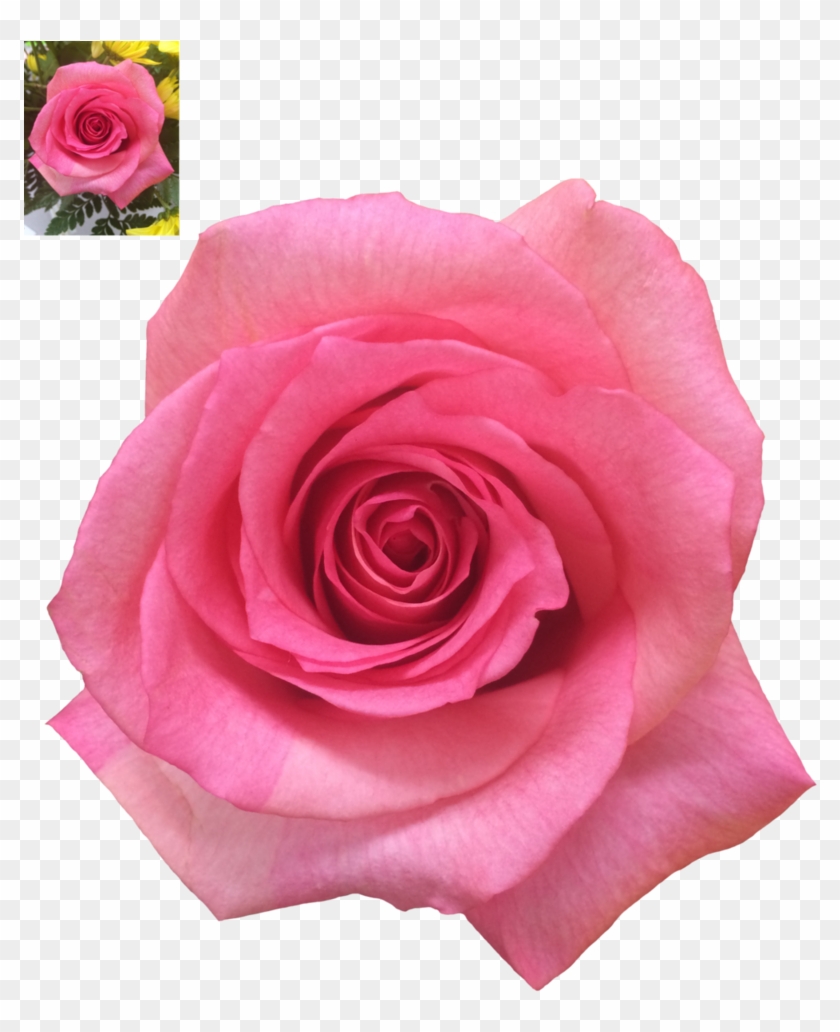 Image Result For Transparent Pink Roses A - Rose Clipart #473874