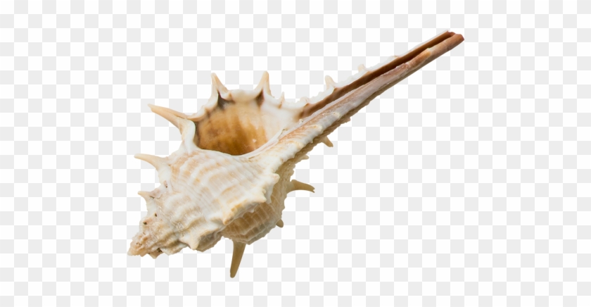 Decorative Seashell - Fish Clipart #473907