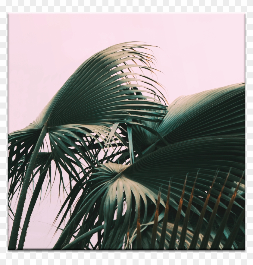 Fern - Painting Clipart