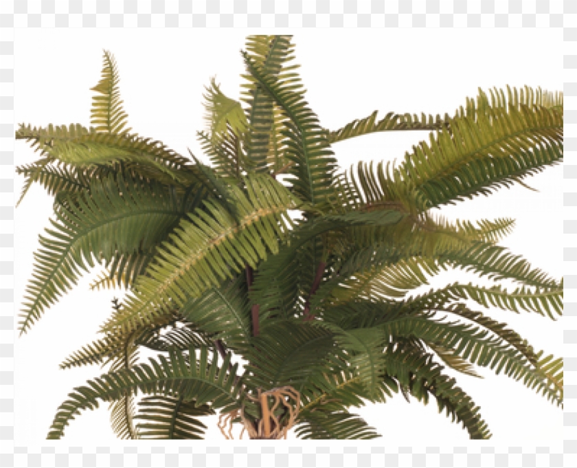 Jpg Library Stock Fern Transparent Mountain - Roystonea Clipart