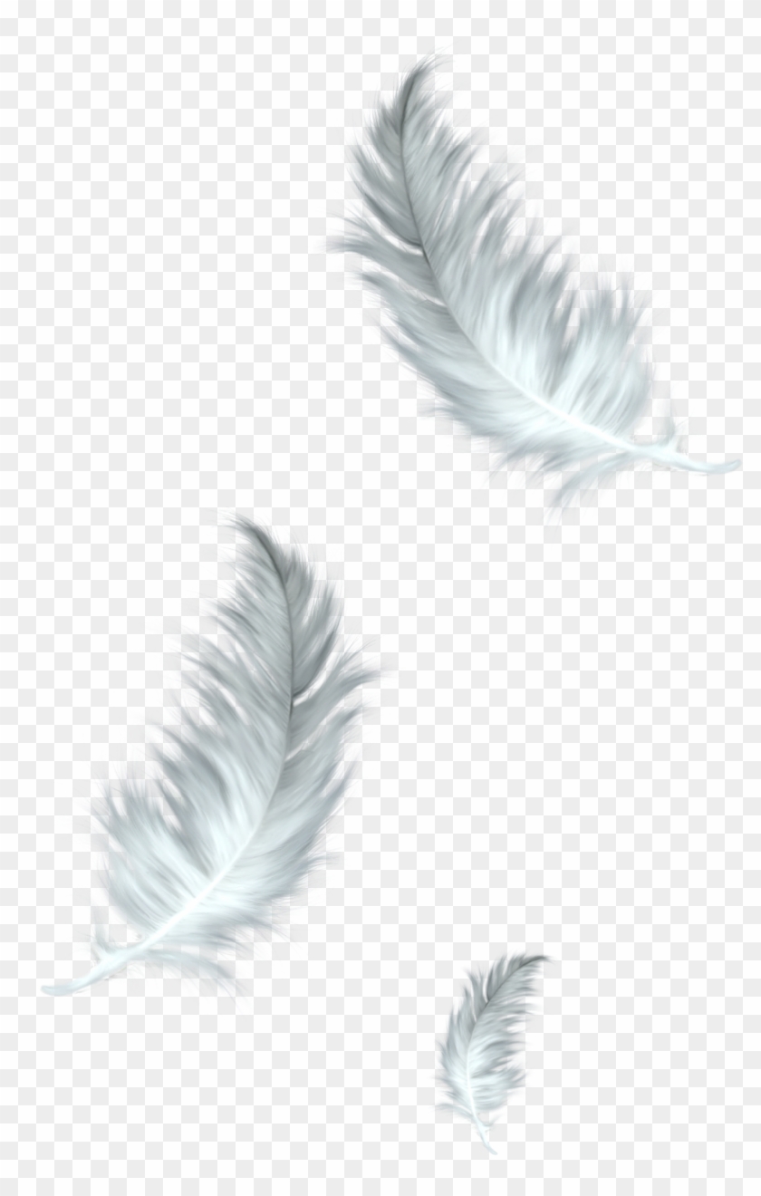 Thumb Image - Falling Feathers Transparent Background Clipart #474416