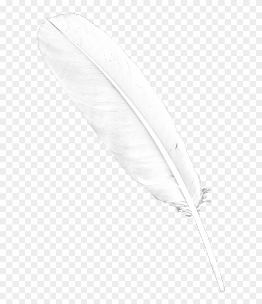 Free Png Download Feather Png Images Background Png - Png Transparent Feathers Png Clipart