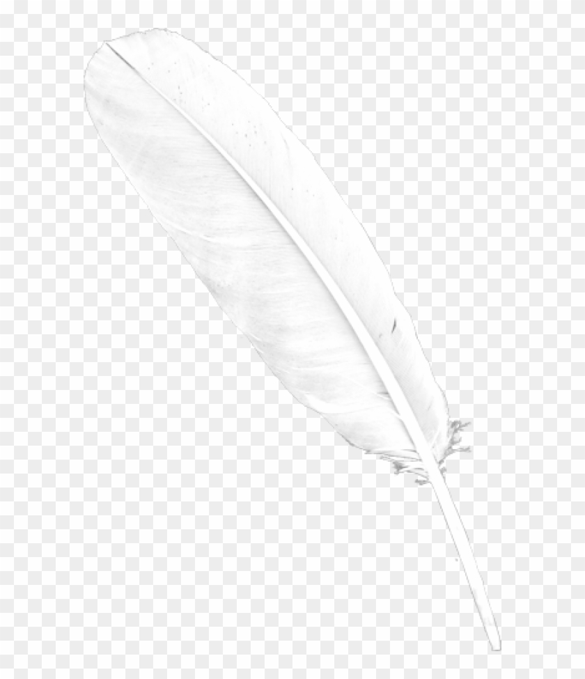 Free Png Download Feather Png Images Background Png - Png Transparent Feathers Png Clipart #474665