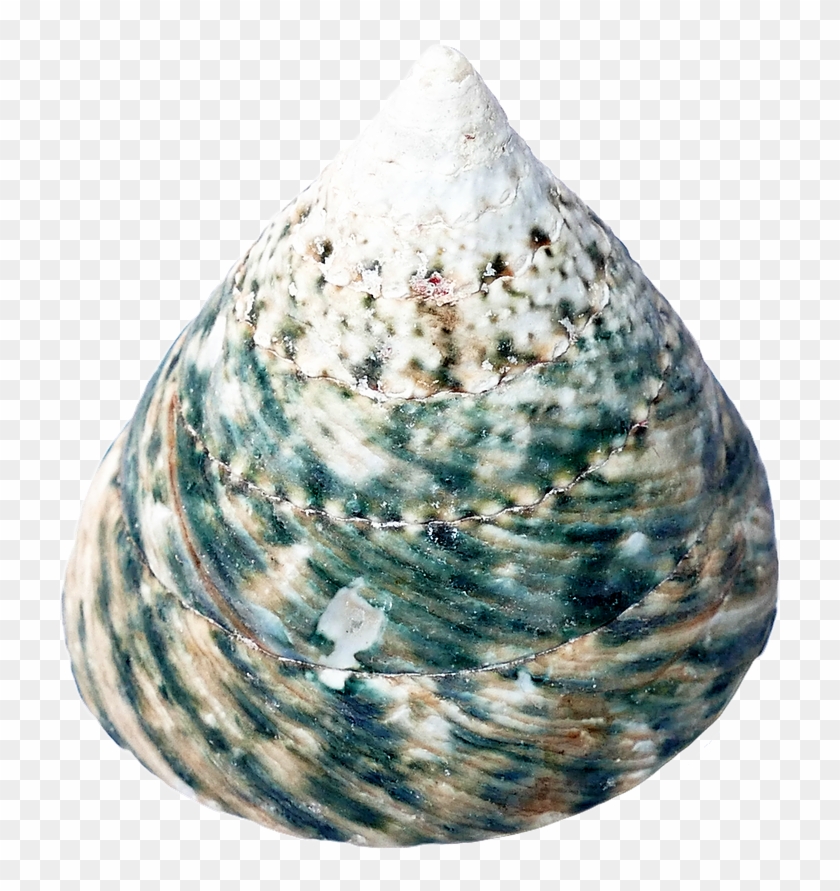 Seashell Restaurant Cockle Clip Art Transprent Png Transparent Png #474668