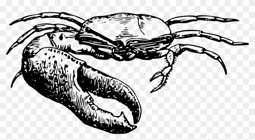 2400 X 1210 5 - Fiddler Crab Clipart - Png Download