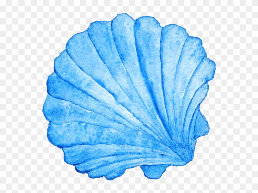 Seashell Watercolor Painting Photography Royalty Clipart