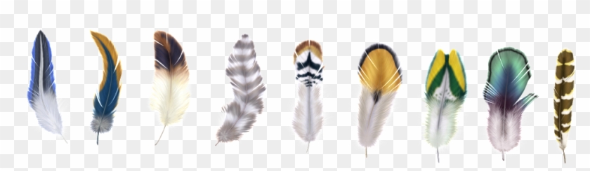 9 Beautiful Feather Png Icons - Macro Photography Clipart #474756